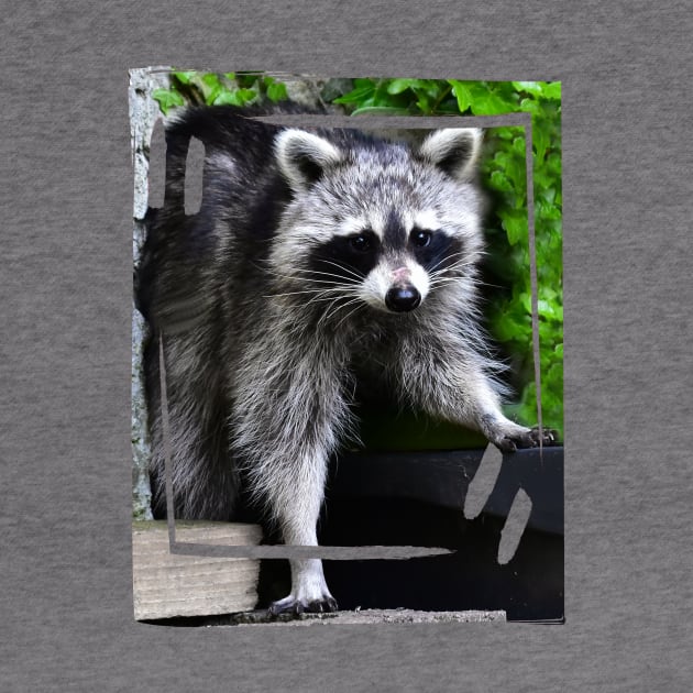 Cute Raccoon by DeVerviers